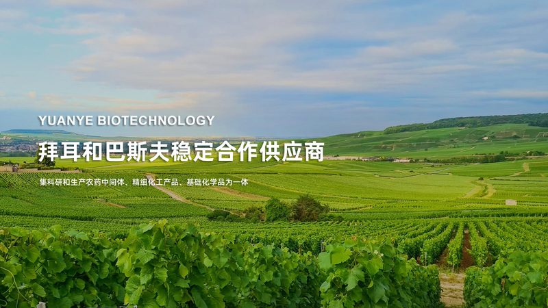 CDMO行业崛起：揭秘客户排名前十的幕后力量**