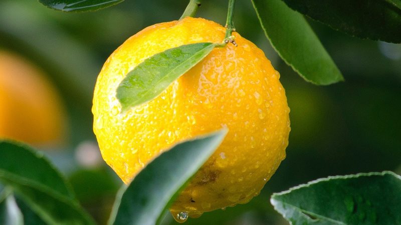 细胞培养皿：揭秘生物科研中的关键工具